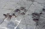 Belgium Attacks