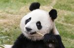 københavner. Næste år får Københanvs Zoo to pandaer. Hvad de skal hedde, er endnu uvist. 