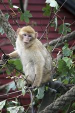 FLUGT. Det er endnu ikke lykkedes at ramme de undslupne aber med bedøvelsespile. Nu vil man forsøge at give dem mad med bedøvelse i.  Foto: Munkholm Zoo. 