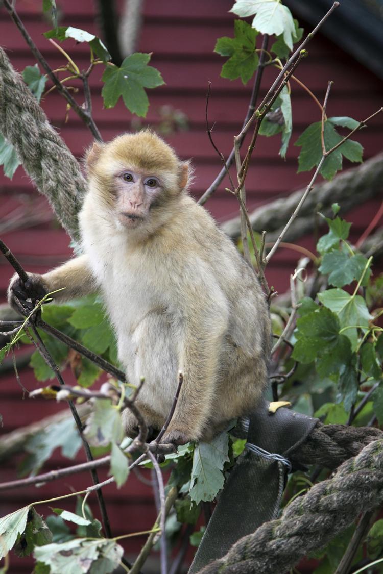 FLUGT. Det er endnu ikke lykkedes at ramme de undslupne aber med bedøvelsespile. Nu vil man forsøge at give dem mad med bedøvelse i.  Foto: Munkholm Zoo. 