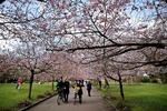 De japanske kirsebærtræer blomstrer i disse dage, og det gælder om at være hurtigt ude, hvis man skal nyde det smukke syn. Sakura-træerne blomstrer nemlig kun i et par uger. Vores fotograf Jens Dresling har taget disse billeder tirsdag formiddag på Bispebjerg Kirkegård, som er et af Københavns mest velbesøgte sakura-steder. 