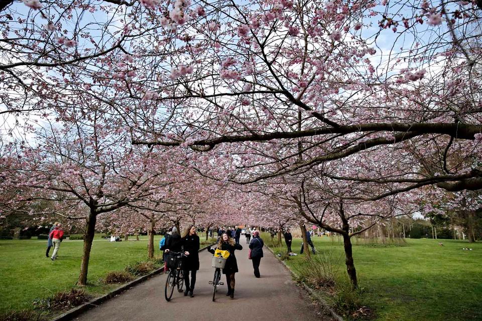 De japanske kirsebærtræer blomstrer i disse dage, og det gælder om at være hurtigt ude, hvis man skal nyde det smukke syn. Sakura-træerne blomstrer nemlig kun i et par uger. Vores fotograf Jens Dresling har taget disse billeder tirsdag formiddag på Bispebjerg Kirkegård, som er et af Københavns mest velbesøgte sakura-steder. 