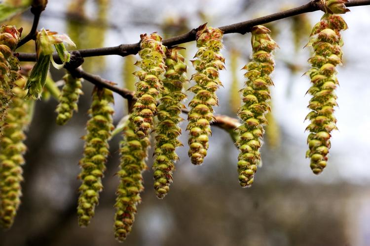 SMUKT. Birketræet er populært i mange haver, men træets pollen gør tusindsvis af pollenallergikere syge i blomstringstiden. Særligt når vejret er varmt og tørt. 