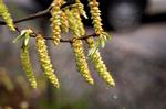 ATJU. I de kommende uger spreder træer og græs store mængder pollen. 