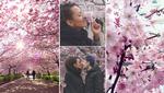 #SAKURAIBYEN. Læserne har skudt mange pletskud til Instagram, hvor disse billeder er fra. 