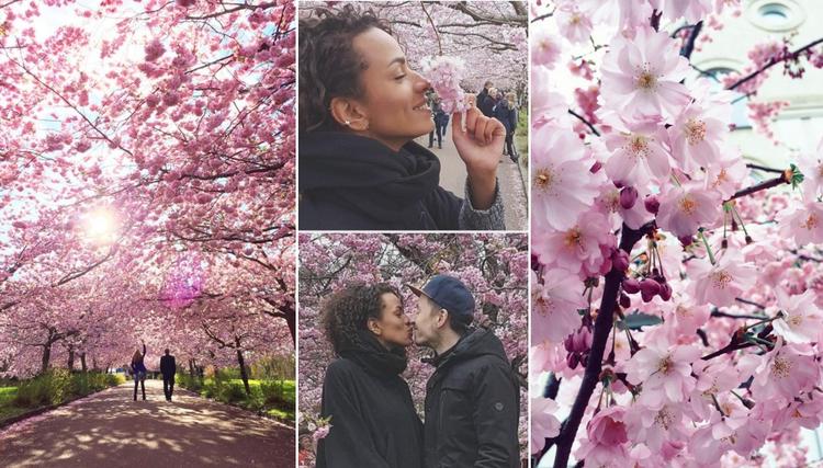 #SAKURAIBYEN. Læserne har skudt mange pletskud til Instagram, hvor disse billeder er fra. 