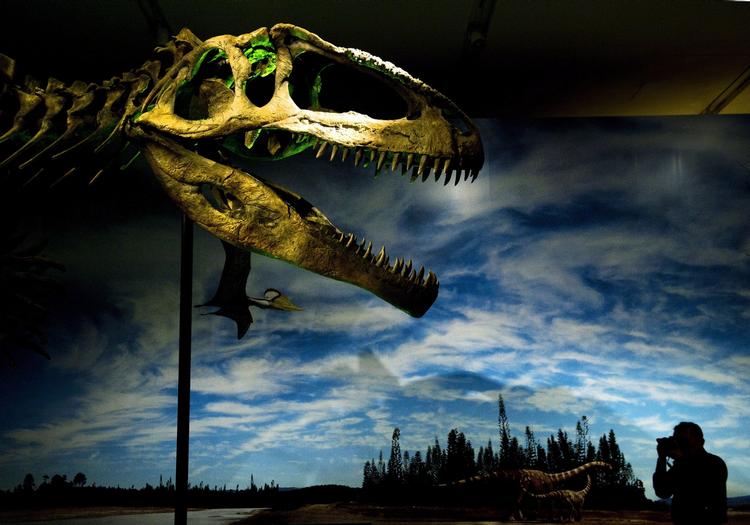 Dinosaurer. Gigantosaurus hørte til theropoderne, og selvom et meteornedslag gjorde det endeligt af med de kendte øgler, var de ved at uddø lang tid forinden. (Arkiv) 