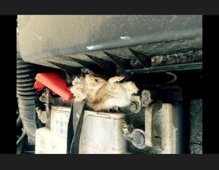 FÆRDIG. Flere læsere har problemer med rotter i bilen - en af dem har løst det. Privatfoto 