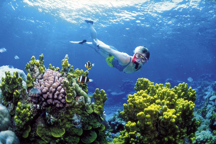 Koraller. Halvdelen af korallerne i Great Barrier Reef i Australien er enten døde eller døende. 