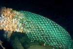 plastfibre. Spøgelsesnet kaldes de herreløse nylonnet, der driver rundt i havene og bidrager til plastforureningen, efterhånden som de opløses i bittesmå stykker. Billedet herover stammer fra Nordsøen. Foto: Peter Verhoog, Dutchsharksociety 
