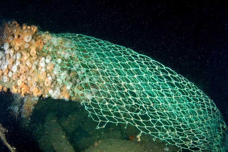 plastfibre. Spøgelsesnet kaldes de herreløse nylonnet, der driver rundt i havene og bidrager til plastforureningen, efterhånden som de opløses i bittesmå stykker. Billedet herover stammer fra Nordsøen. Foto: Peter Verhoog, Dutchsharksociety 