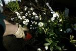 SARTE. Margueritter er blandt de sommerblomster, som ikke holder til nattefrost, så lad dem ikke stå ude i krukker i St. Bededagsferien. 