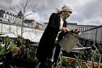 Toppen. Stedsans' bod i Torvehallerne har en lille grøntsagshave på taget som en pendant til den langt større tagfarm på Østerbro. Her vander Mette Helbæk sine grønkål. Foto: Miriam Dalsgaard 