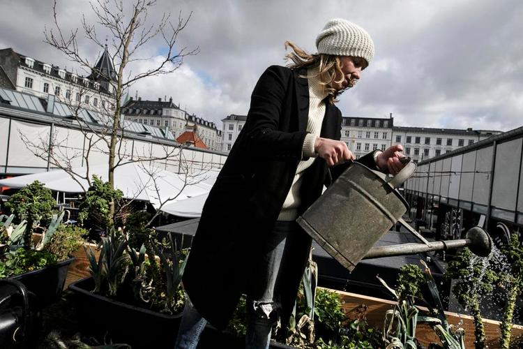 Toppen. Stedsans' bod i Torvehallerne har en lille grøntsagshave på taget som en pendant til den langt større tagfarm på Østerbro. Her vander Mette Helbæk sine grønkål. Foto: Miriam Dalsgaard 