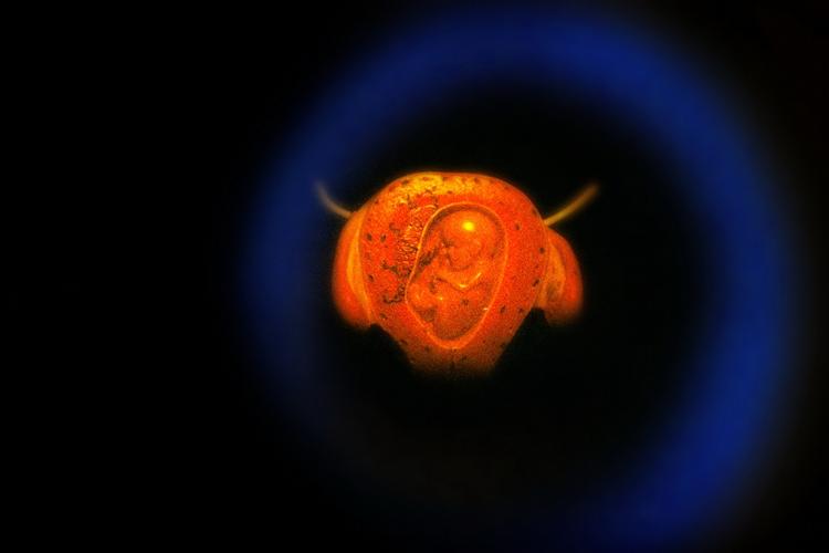 Viden. Med den omdiskuterede CRISPR-teknologi kan forskere klippe i vores dna og dermed målrettet kan gå ind og finde fejl i arvemassen. 