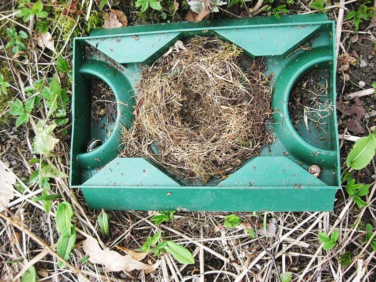 FORÅRSKLAR. En fin lille rede dukkede op, da en sneglefælde skulle gøres forårsklar, og låget blev løftet af. Privatfoto 