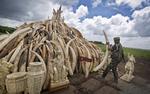 Kenya Ivory Burning