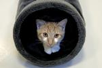 Mis. Katten er det mest udbredte kæledyr i Danmark. 