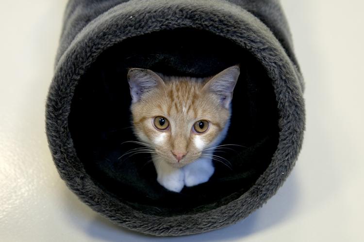 Mis. Katten er det mest udbredte kæledyr i Danmark. 