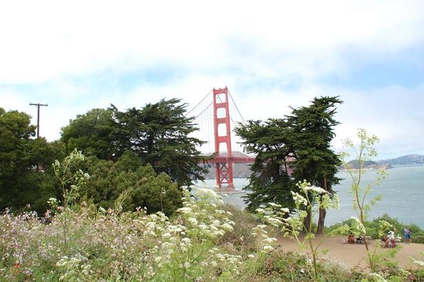 GEMT. Nogle steder tager vegetationen næsten magten fra Golden Gate. Men kun næsten. 