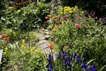BLOMSTERBED. En læser vil ikke have vorterødderne i sine mere styrede bed. 