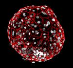 Liv. Her er det kugleformede menneskefoster, som det er lykkedes at dyrke i en petriskål i hele 13 dage. Fosteret er blevet farvelagt med antistoffer. 