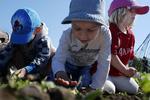 havearbejde. Både børnehavebørn og skolebørn gennemgår forløb i skolehaver i 20 kommuner landet over. 