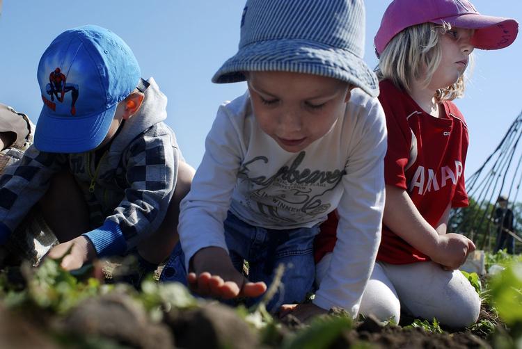 havearbejde. Både børnehavebørn og skolebørn gennemgår forløb i skolehaver i 20 kommuner landet over. 