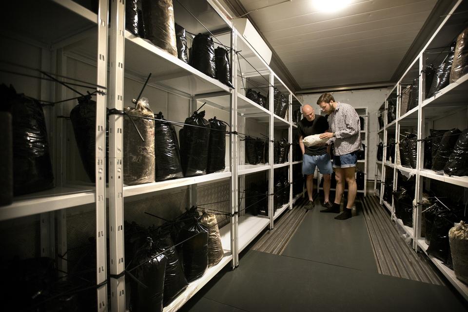 De første tre uger står svampene i en container, der skal simulere en 20-graders sommerdag. 