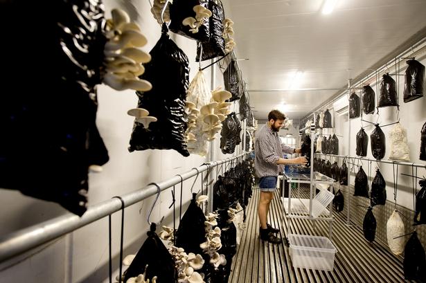 Svampene sælges til diverse restauranter i København og i løssalg i butikken Beyond på Jægersborggade. 