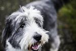 Krævende. Hunden skal have luft og motion flere gange dagligt, pelsen skal trimmes/klippes, den skal måske trænes på hundeskole plus alt det løse. 