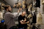 BÆREDYGTIGHED Beyond Coffee dyrker østershatte i økologisk kaffegrums. Fra venstre ses projektleder Ebbe Korsgaard og medstifter Tobias Lau i færd med en svampehøst. 