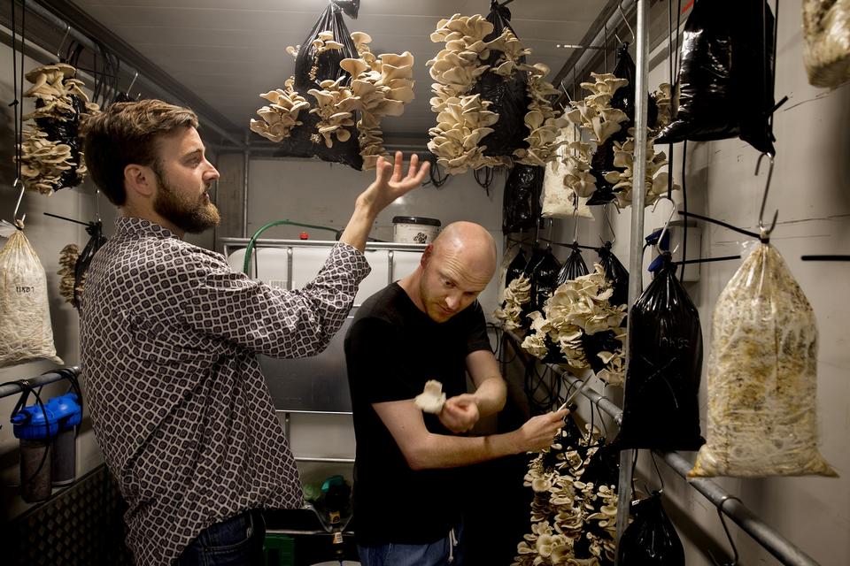 BÆREDYGTIGHED Beyond Coffee dyrker østershatte i økologisk kaffegrums. Fra venstre ses projektleder Ebbe Korsgaard og medstifter Tobias Lau i færd med en svampehøst. 