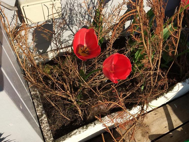 GEMMELEG. Om bord på husbåden ruger en and tulipanbedet, godt gemt. Privatfoto 