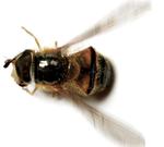 katastrofe. Søren Ryge har anmeldt romanen 'Biernes historie'. Han er ikke begejstret, for »der står mindre om biernes historie i den, end jeg vidste i forvejen, og det er ikke ret meget«, skriver han. 