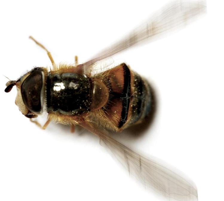 katastrofe. Søren Ryge har anmeldt romanen 'Biernes historie'. Han er ikke begejstret, for »der står mindre om biernes historie i den, end jeg vidste i forvejen, og det er ikke ret meget«, skriver han. 