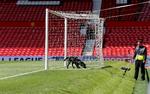 BOMBEINDSATS. En bombehund i aktion på Old Trafford efter fundet af det, der viste sig at være en attrap. 