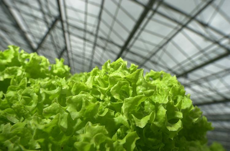 Krøl. Billedet har intet med den aktuelle sag at gøre. Men det var krølsalat af typen Bionda, der var årsag til sygdomsudbruddet i april. (arkivfoto) 