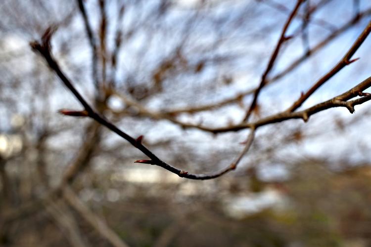 TRÆ. Det er næsten altid muligt at rette et træ op, skriver Ryge. 