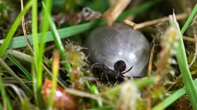 Blodsuger. Når flåten har fundet et stykke bart hud, borer den munddelene godt ind og ned til en blodåre. Dens spyt virker bedøvende, så du ikke kan mærke biddet. 