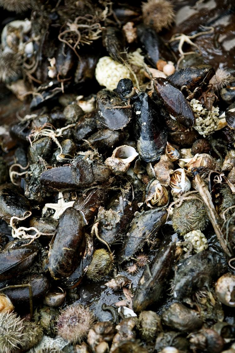 Marinebiologi