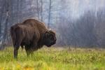 Bison. Bialowiza-skoven er blandt andet hjemsted for den største bestand af den europæiske bison. 