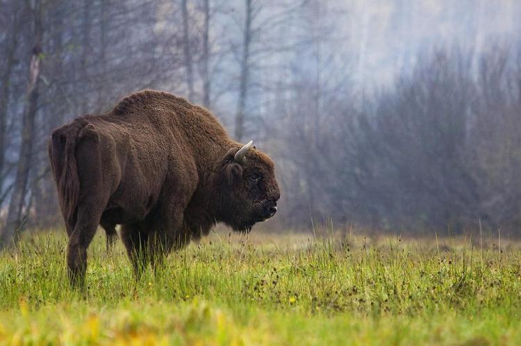 Bison. Bialowiza-skoven er blandt andet hjemsted for den største bestand af den europæiske bison. 