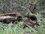 Bialowieza. Der har hidtil kun været meget begrænsettræfældning i den ældgamle skov i Polen. (arkivfoto). 