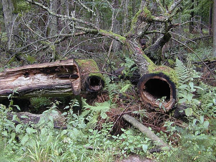 Bialowieza. Der har hidtil kun været meget begrænsettræfældning i den ældgamle skov i Polen. (arkivfoto). 