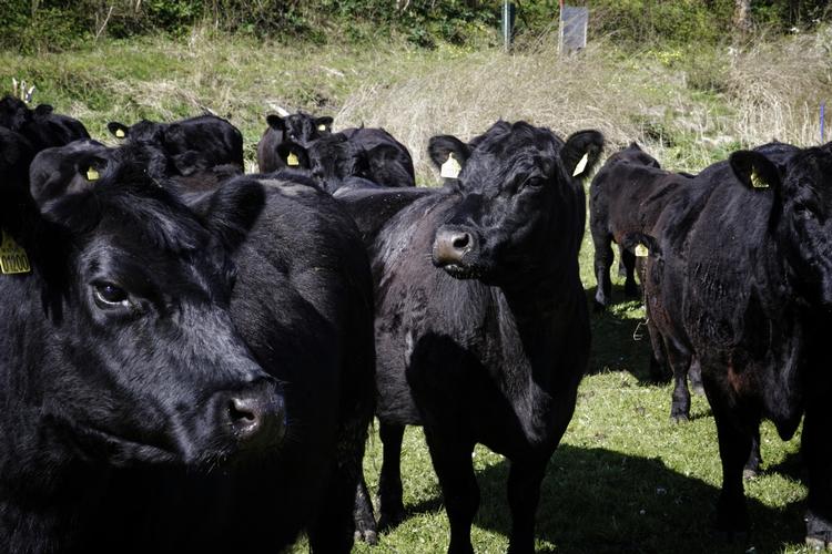Naturplejere. Køerne skænker det formentlig ikke mange tanker, men inden de ender hos slagteren sørge de for at holde bevoksningen nede til gavn for bl.a. fugleliv. Det økologiske firma Nyord Ø-kød har cirka 20 køer, som passer naturområderne på Nyord, inden de senere hen slagtes og sælges lokalt. På den måde skabes en cirkel, hvor økonomien bliver i lokalsamfundet. Foto: Miriam Dalsgaard 