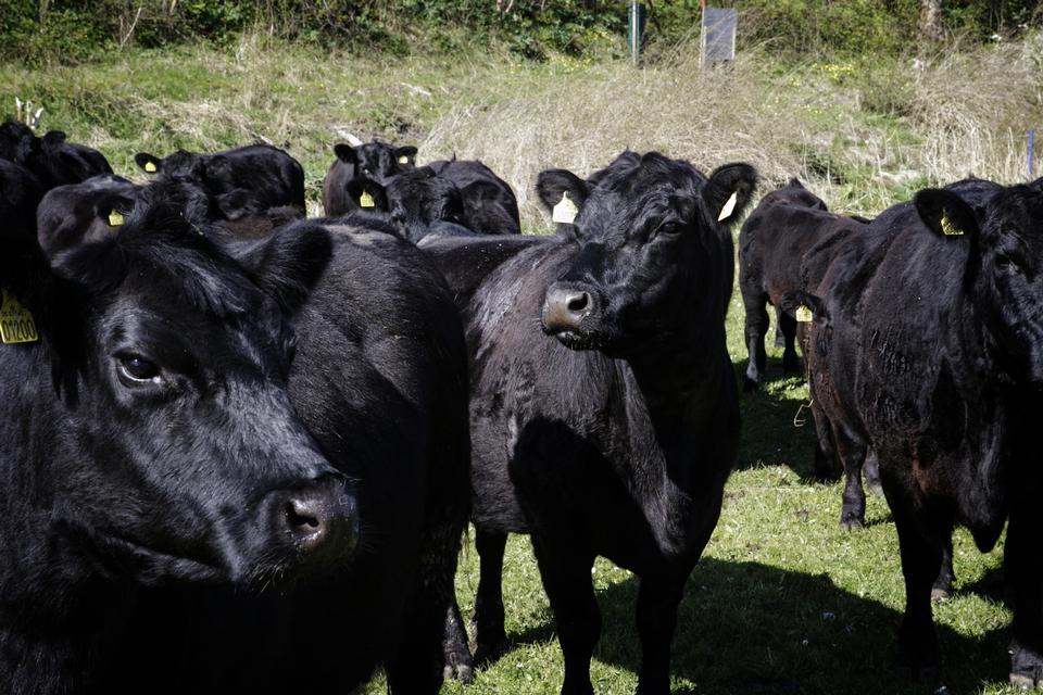 Naturplejere. Køerne skænker det formentlig ikke mange tanker, men inden de ender hos slagteren sørge de for at holde bevoksningen nede til gavn for bl.a. fugleliv. Det økologiske firma Nyord Ø-kød har cirka 20 køer, som passer naturområderne på Nyord, inden de senere hen slagtes og sælges lokalt. På den måde skabes en cirkel, hvor økonomien bliver i lokalsamfundet. Foto: Miriam Dalsgaard 