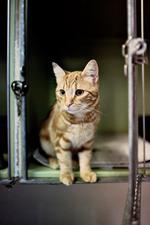 Mi-av. Der sidder en misser i et vindue. Indtil den ikke gjorde det mere. Katten på billedet er ikke Theodor. 