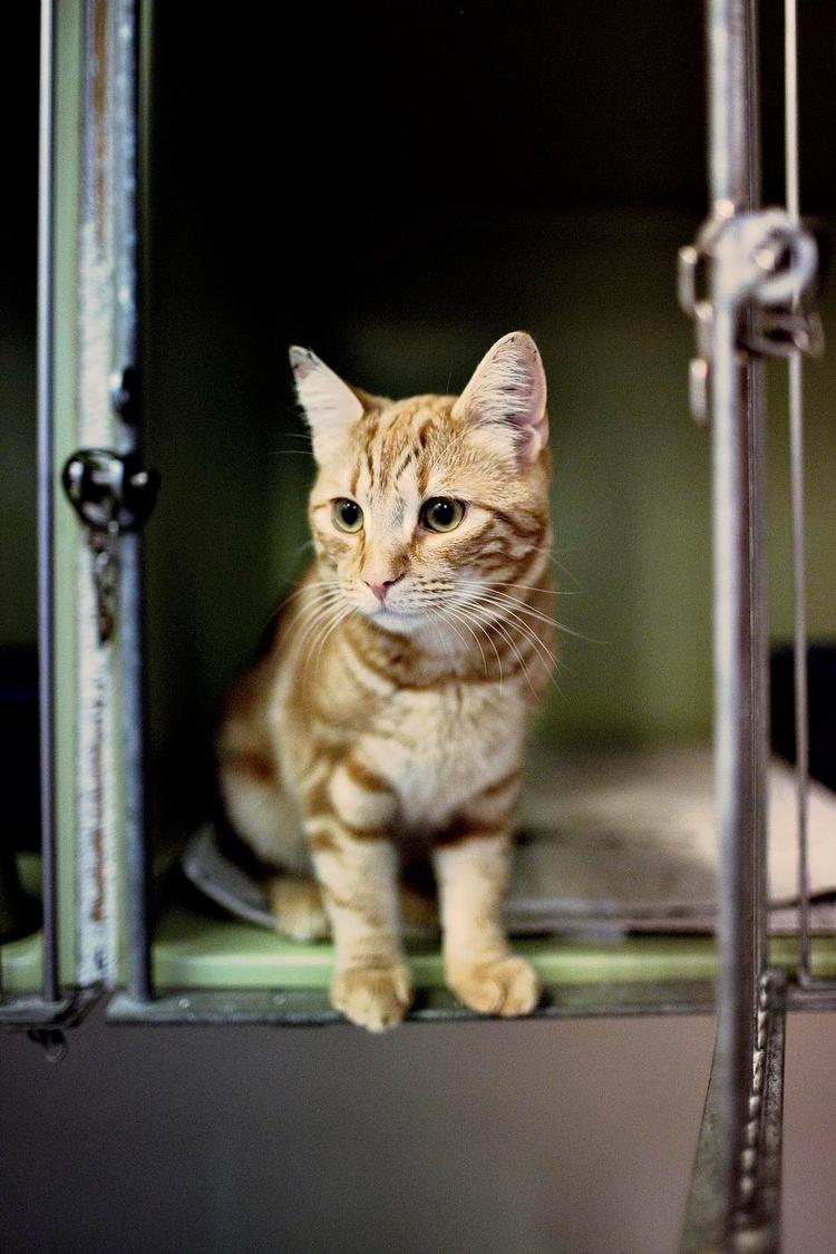 Mi-av. Der sidder en misser i et vindue. Indtil den ikke gjorde det mere. Katten på billedet er ikke Theodor. 