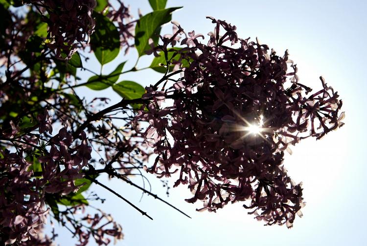 Vejr. Ugen byder på sol og varme. 
